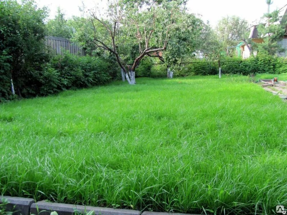 Тимофеевка для газона. Полевица собачья газон. Тимофеевка для газона. Мятлик луговой сорт маркус. Овсяница луговая для газона.