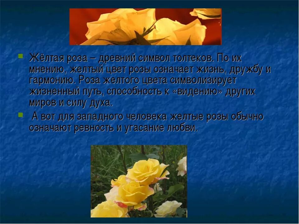 Характеристика желтого цвета. Что значит желтые цветы. Что означает желтый цвет. Высказывания про желтый цвет. Что означает жёлтый цвет в психологии.