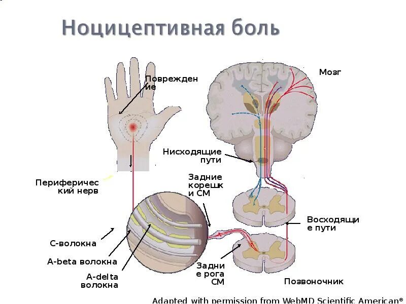 Схема проведения болевого возбуждения. Ноцицепторы строение. Опиоидные анальгетики механизм действия схема. Ноцицепторы классификация. Болевые рецепторы в нервах.