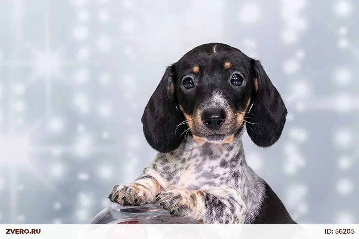 Пайболд. Такса мраморный пайболд. Пайболд. Такса далматинец. Такса окрас пайболд.