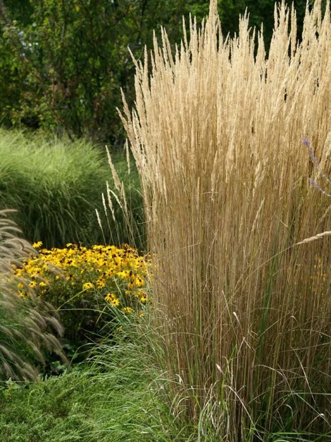 Без злаковый. Вейник остроцветковый Karl Foerster. Вейник остроцветковый (Calamagrostis acutiflora). Вейник остроцветковый (Calamagrostis acutiflora 'Karl Foerster').