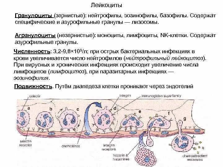 Реактивные изменения лейкоцитов. Зернистые лейкоциты гранулоциты. Азурофильные гранулы нейтрофилов. Специфические и азурофильные гранулы лейкоцитов это. Азурофильные и специфические лейкоциты.