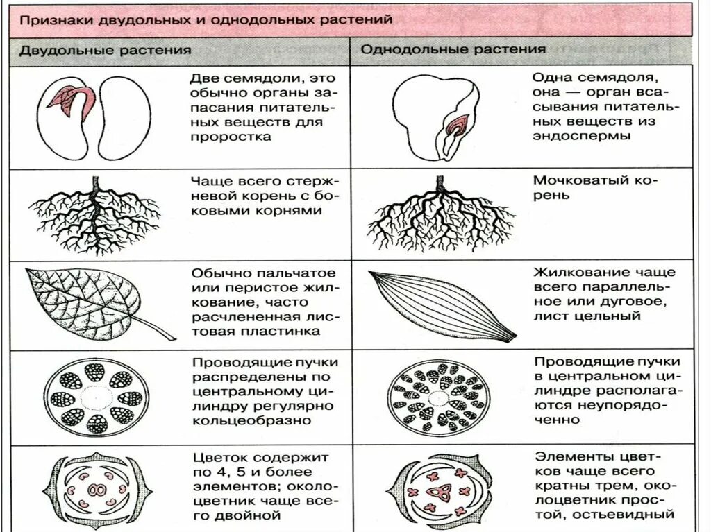 Признаки однодольных и двудольных растений таблица. Отличительные признаки классов однодольных и двудольных таблица. Особенности двудольных и однодольных. Признаки однодольных и двудольных растений.