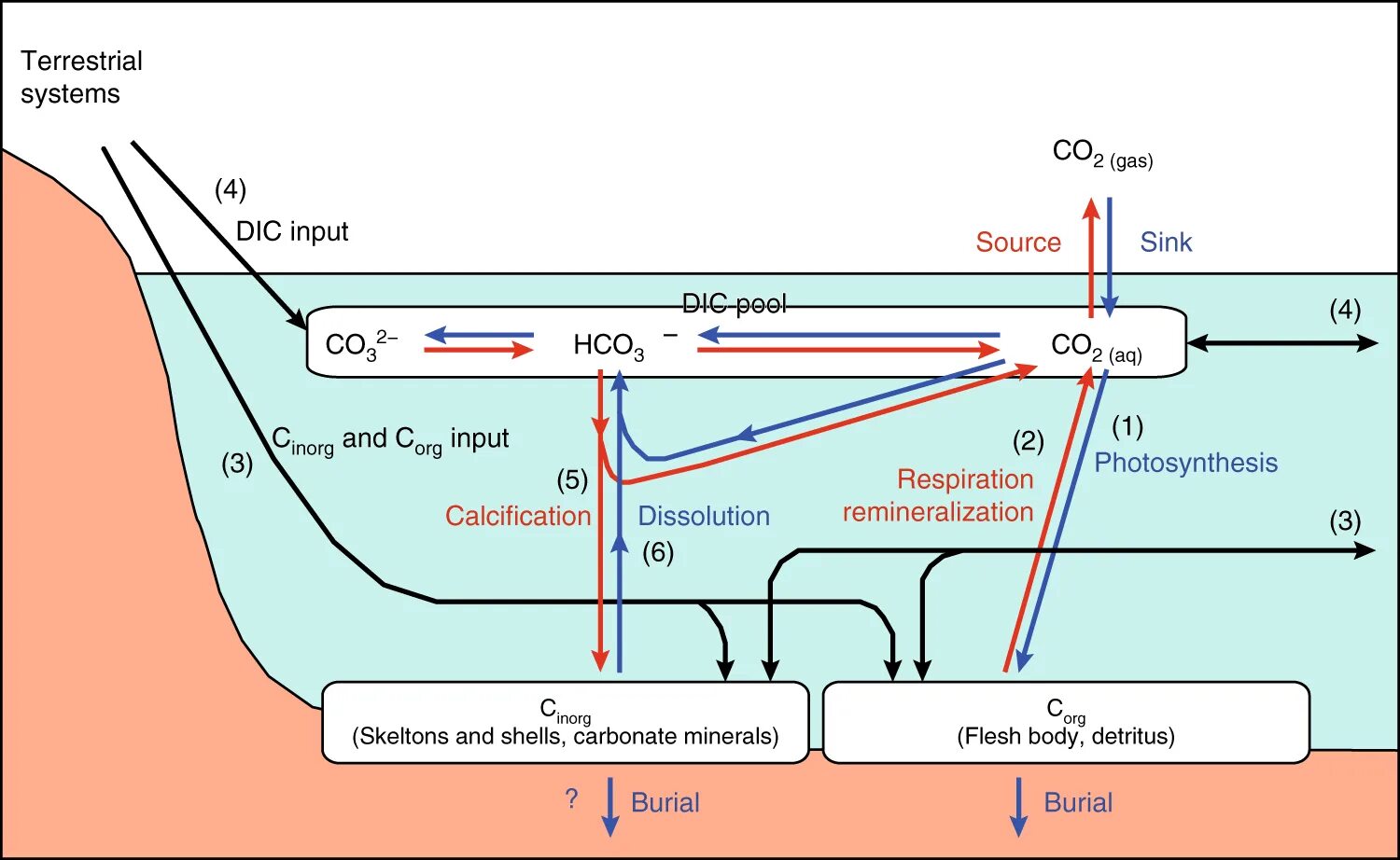 Carbon and nitrogen cycles. Forest carbon cycle. Геохимический цикл углерода. Фуллерен молекула. Application of carbon nanomaterials.