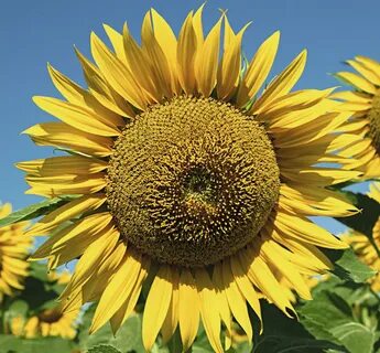 Қыздар жігіттердің анусын сиқырлайды