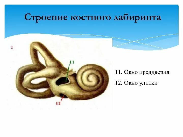 Преддверие функции. Костный лабиринт внутреннего уха преддверие. строение костного лабиринта. строение уха костный лабиринт. костный лабиринт улитки.