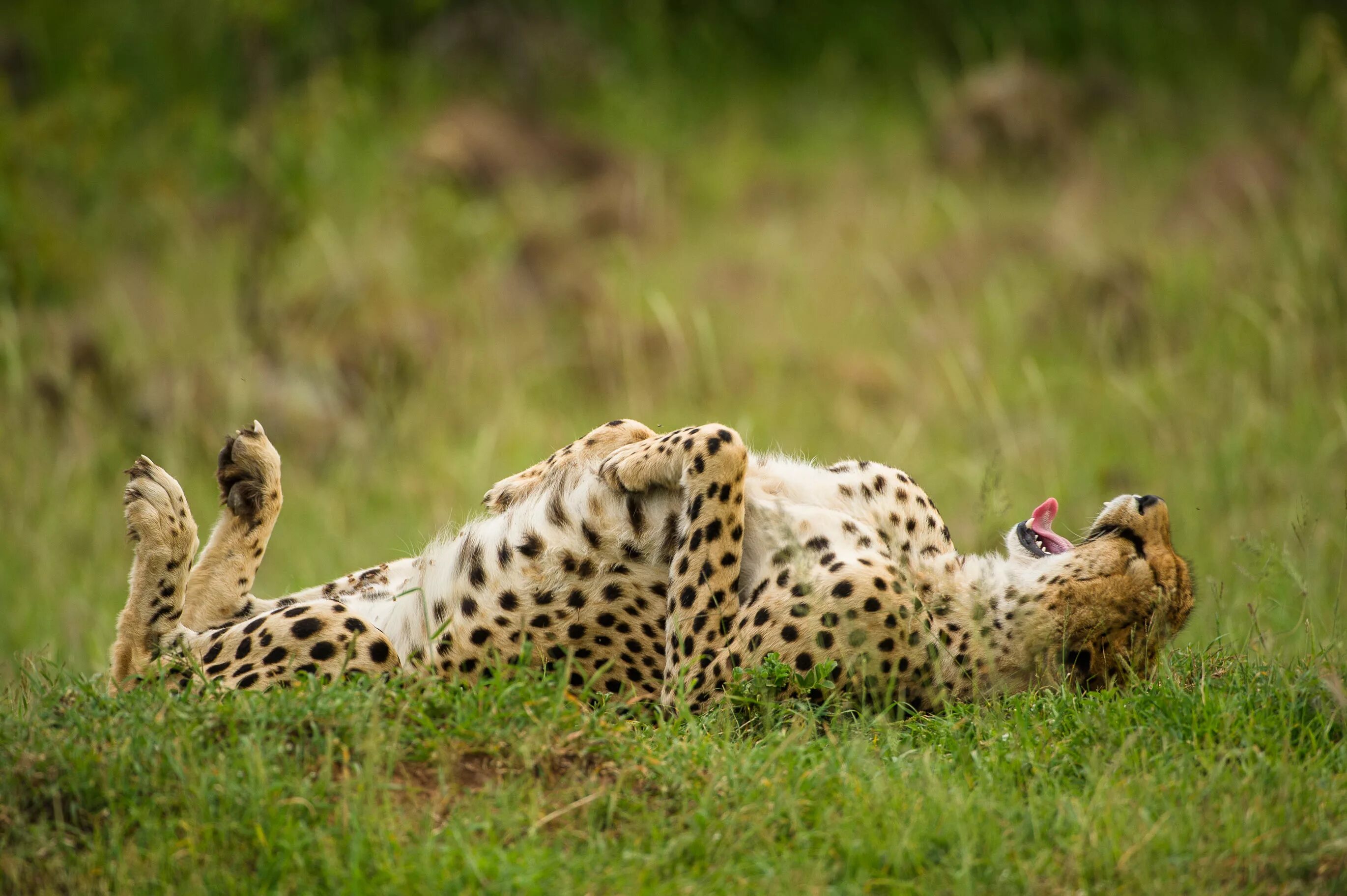 Wildlife ответы. Смешные животные. Дикие животные. Фотографии животных. Смешные картинки животных.