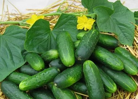 Хорошие урожайные сорта огурцов