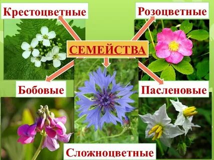 Крестоцветные растения розоцветные