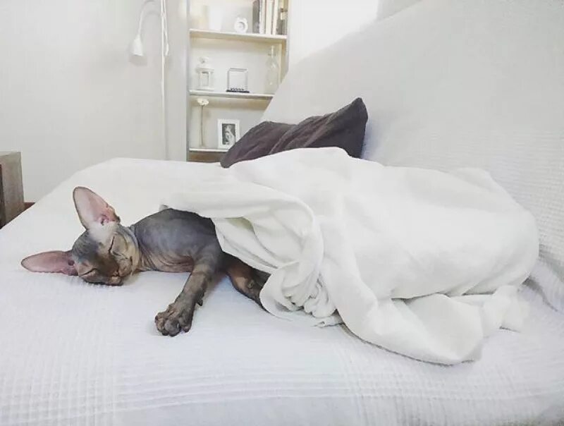 Какая температура у кошек сфинксов. Температура сфинкса в норме. Канадский сфинкс вид сзади. Какая температура у кошек сфинксов. Какая температура у кошек сфинксов.