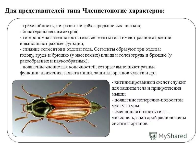 Тип членистоногие общая характеристика таблица. Покровы моллюсков 7 класс биология. Сравнительная характеристика класса типа членистоногих таблица. Общая характеристика ракообразных таблица 7 класс биология. Тип членистоногие общая характеристика таблица 7 класс.