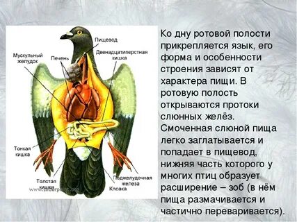 Чем характерно внутреннее строение