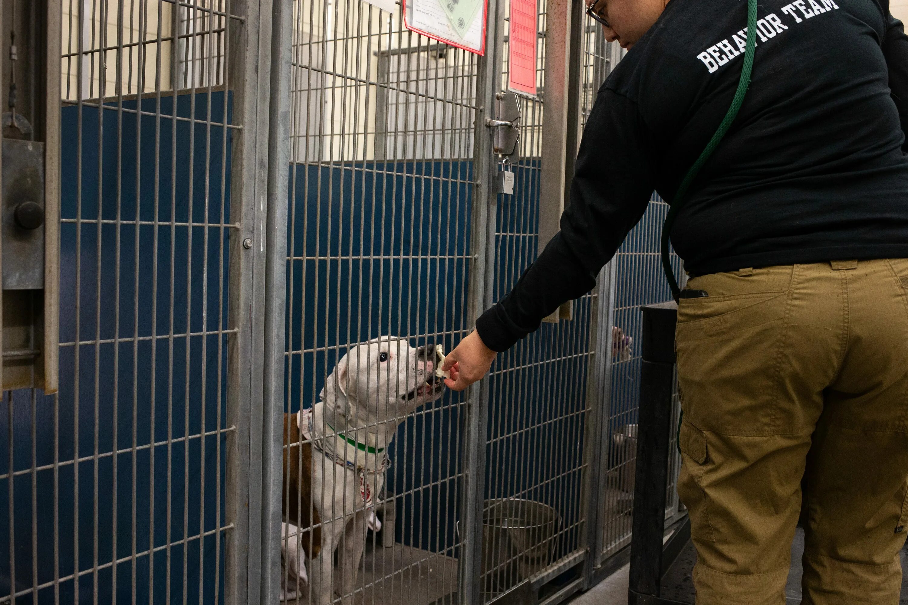 A Group of Volunteers at a Pet Shelter.. Animal shelter volunteer