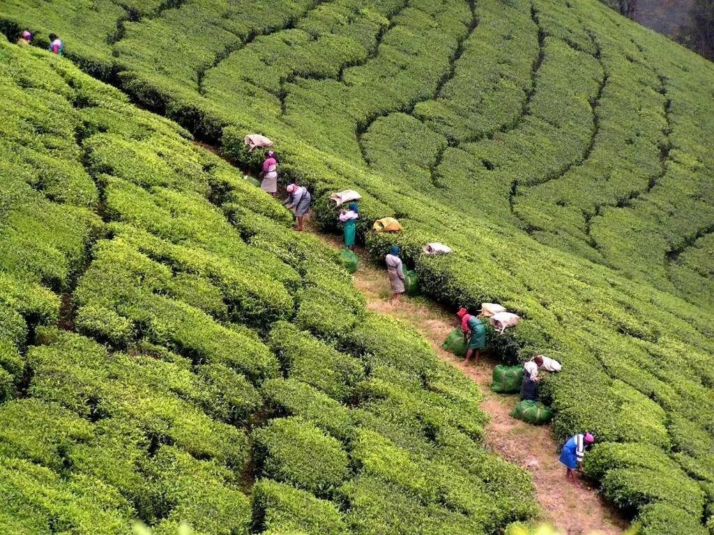 Культура и где растет. Чайные плантации в Индии. Плантации чайные плантации Индии. Китай чайные плантации Фуцзянь. Фенхуан плантации.