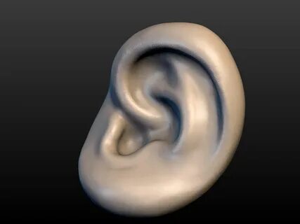 Ear 3