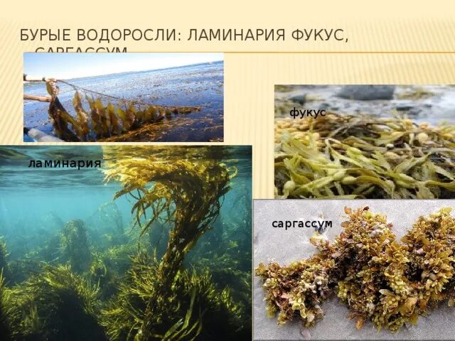 Название трех бурых водорослей. Бурые водоросли ламинария. Бурые водоросли фукус. Бурые водоросли саргассум.