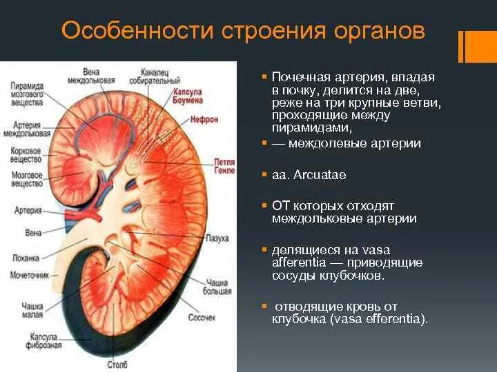 Сегменты почечной артерии. Междольковые артерии почки. Почечные артерии анатомия. Перфорантная почечная артерия. Функция почечной артерии