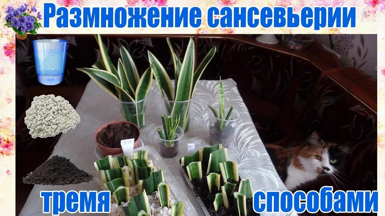 Как размножается тещин язык