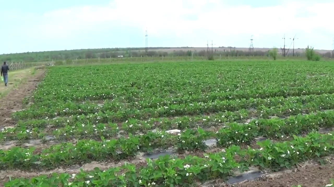 Урожайность клубники альбион с 1 гектара. Сколько саженцев клубники на 1 га. Ягодное поле. Клубника на участке. Клубника на участке.