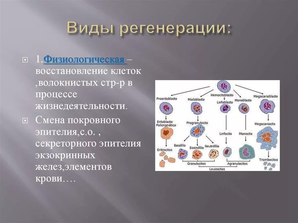Регенерация клеток. Виды клеточной регенерации. Разновидности процесса регенерации. Клетки физиологической регенерации.