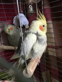 Месячный корелла
