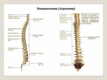 Строение хребта