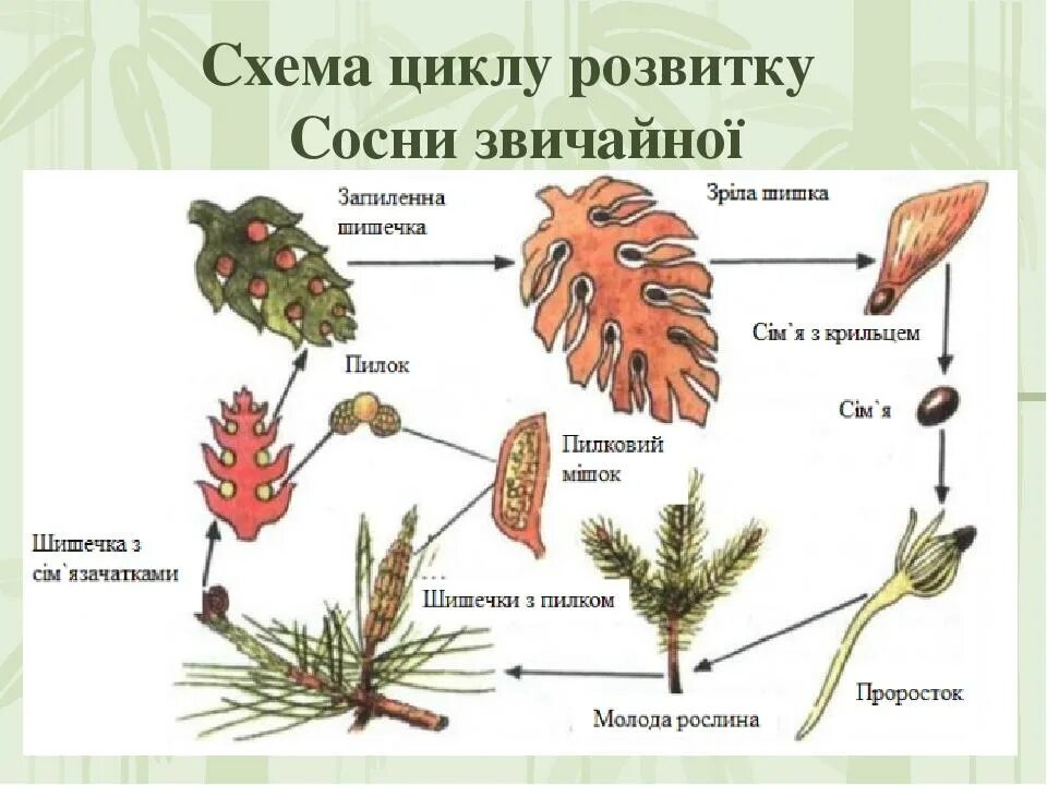 У сосны обыкновенной женские мужские шишки образуются. Цикл размножения голосеменных растений. Жизненный цикл голосеменных растений сосна. Цикл развития голосеменных растений. Цикл размножения сосны обыкновенной.