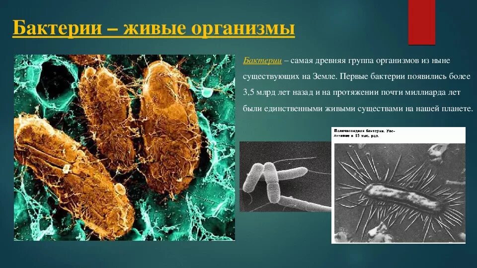 Микроорганизмы это живые организмы