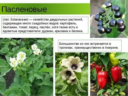 Овощи семейства пасленовых список