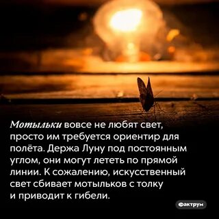 Почему мотыльки свет