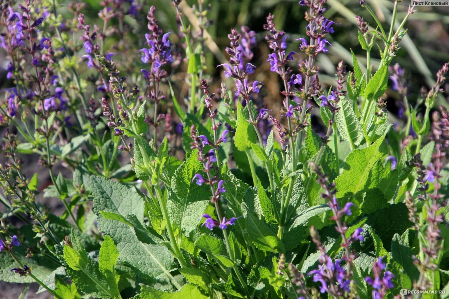 Шалфей мускатный кубанец. Шалфей дубравный. Шалфей прутьевидный. Шалфей кубанец. Шалфей кубанский.
