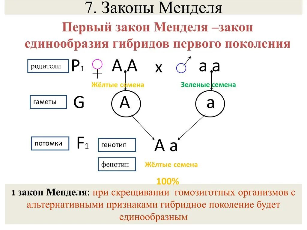 Почему у женщин имеющих в генотипе. 1 Закон Менделя схема. Первый закон Менделя формулировка и схема. Закон единообразия 1 закон Менделя. 1 Закон Менделя генетика.