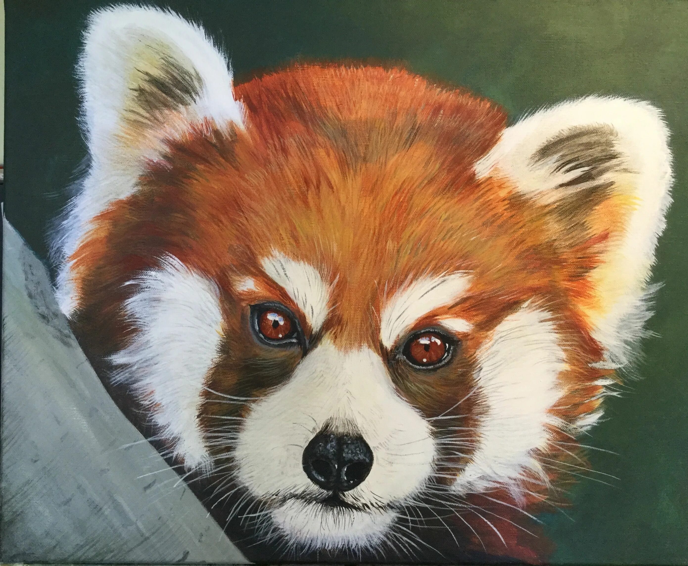 Риолис красная панда. Красная панда картина. Red panda картины. Red panda картины. Красная панда рисунок для детей.