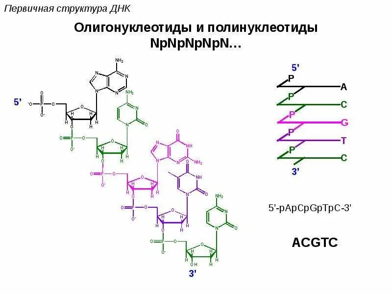 Биополимеры рнк. Олигонуклеотид структура. Олигонуклеотид структурная формула. Олигонуклеотиды строение. Строение полинуклеотида ДНК И РНК.