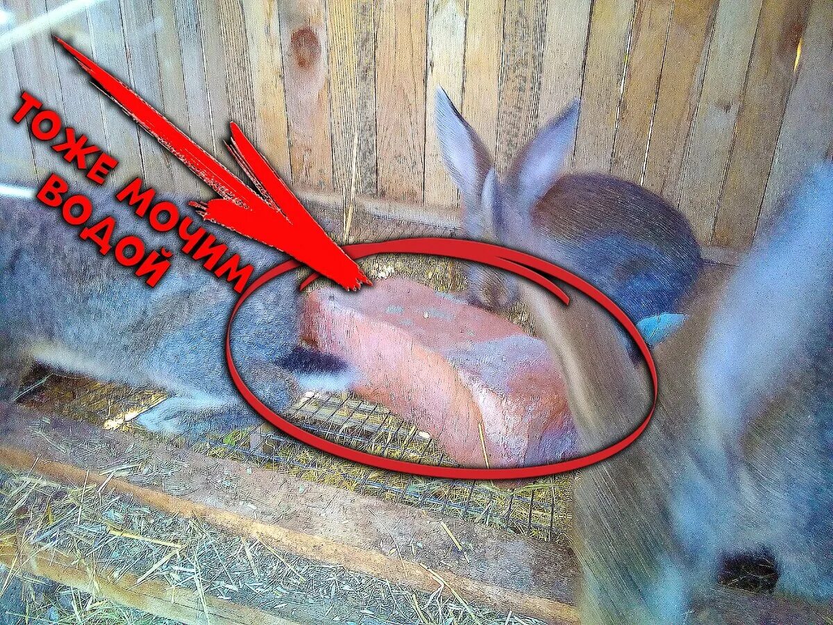 Кролик и крольчиха. Почему крольчиха съедает крольчиха