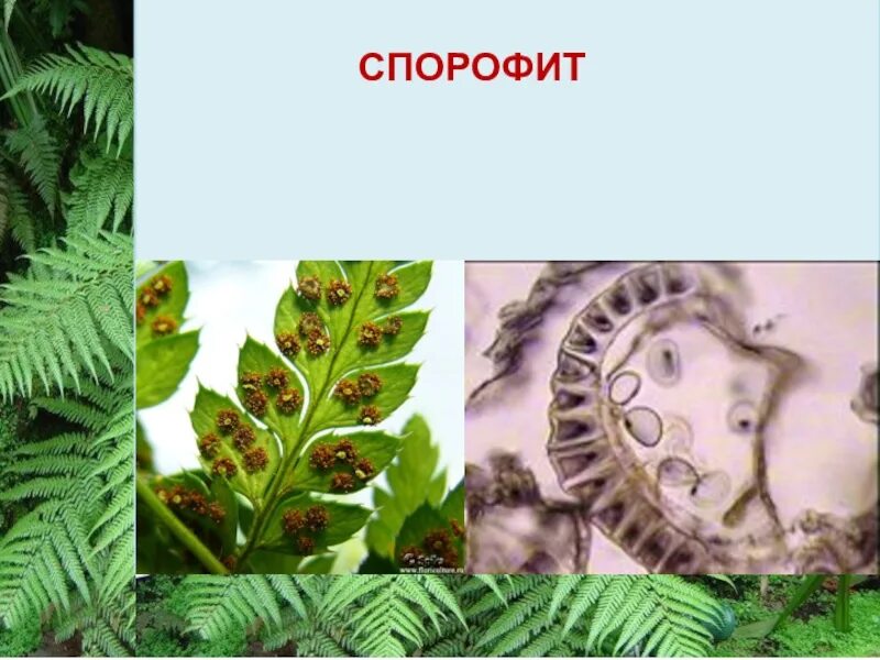 Расселение папоротников. Спорофит папоротника. Папоротник Щитовник спорофит. Спорофит орляка. Строение спорофита папоротника.