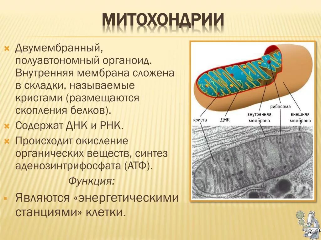 Что такое митохондрии простыми словами у человека. Строение органеллы митохондрии. Структура органоидов митохондрия. Органоиды клетки митохондрии. Митохондрии энергетические станции клетки.