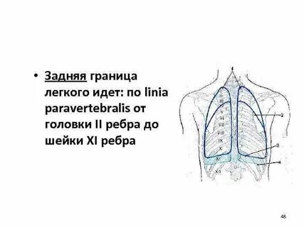 Границы левого легкого