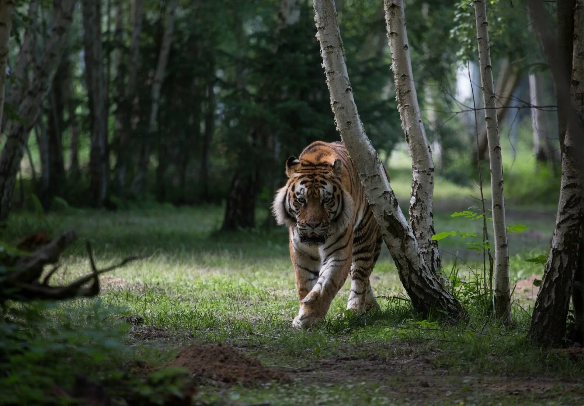 Тайгер на русском. Тигр. Дикая природа. Тигр в природе. Тигр в лесу.