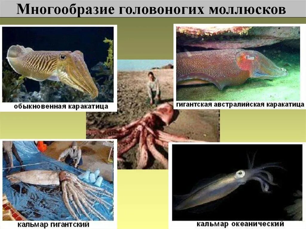 Головоногие примеры. Многообразие головоногих. представители класса головоногие. класс головоногие моллюски. разнообразие моллюсков класс головоногие.