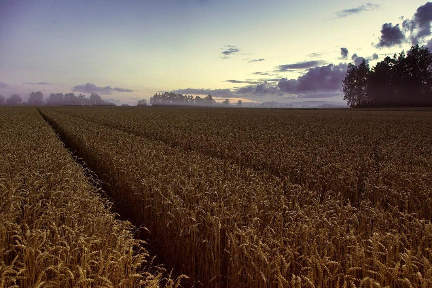 Пшеница ночью. Золотой закат в поле. Поле с колосками пшеницы. Поле пшеницы. Пшеница ночью.