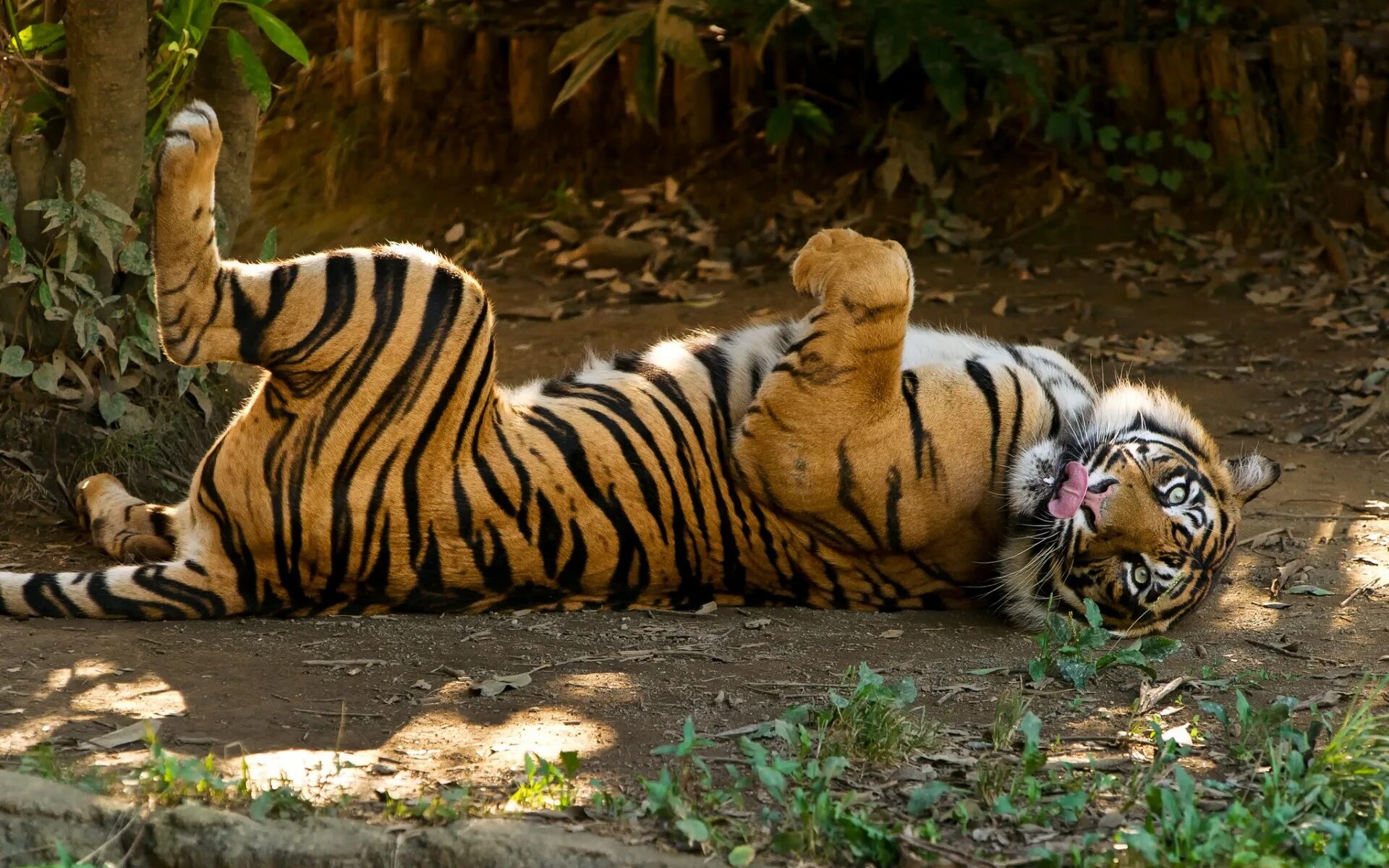 Прикольные тигрята. Смешной тигр. Смешной тигр. Смешной тигр. Смешной тигр.
