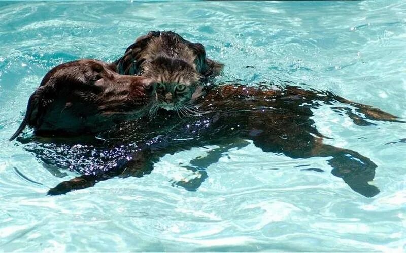 Мы умеем плавать что хотел сказать автор. Животные которые умеют плавать. Кот плавает. Собака плавает. Бассейн для собак.
