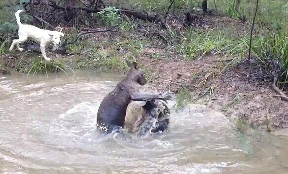Зачем кенгуру топят животных в воде. Страшные существа австралии. Кенгуру плавает. Напряженный кенгуру. Зачем кенгуру топят животных в воде.