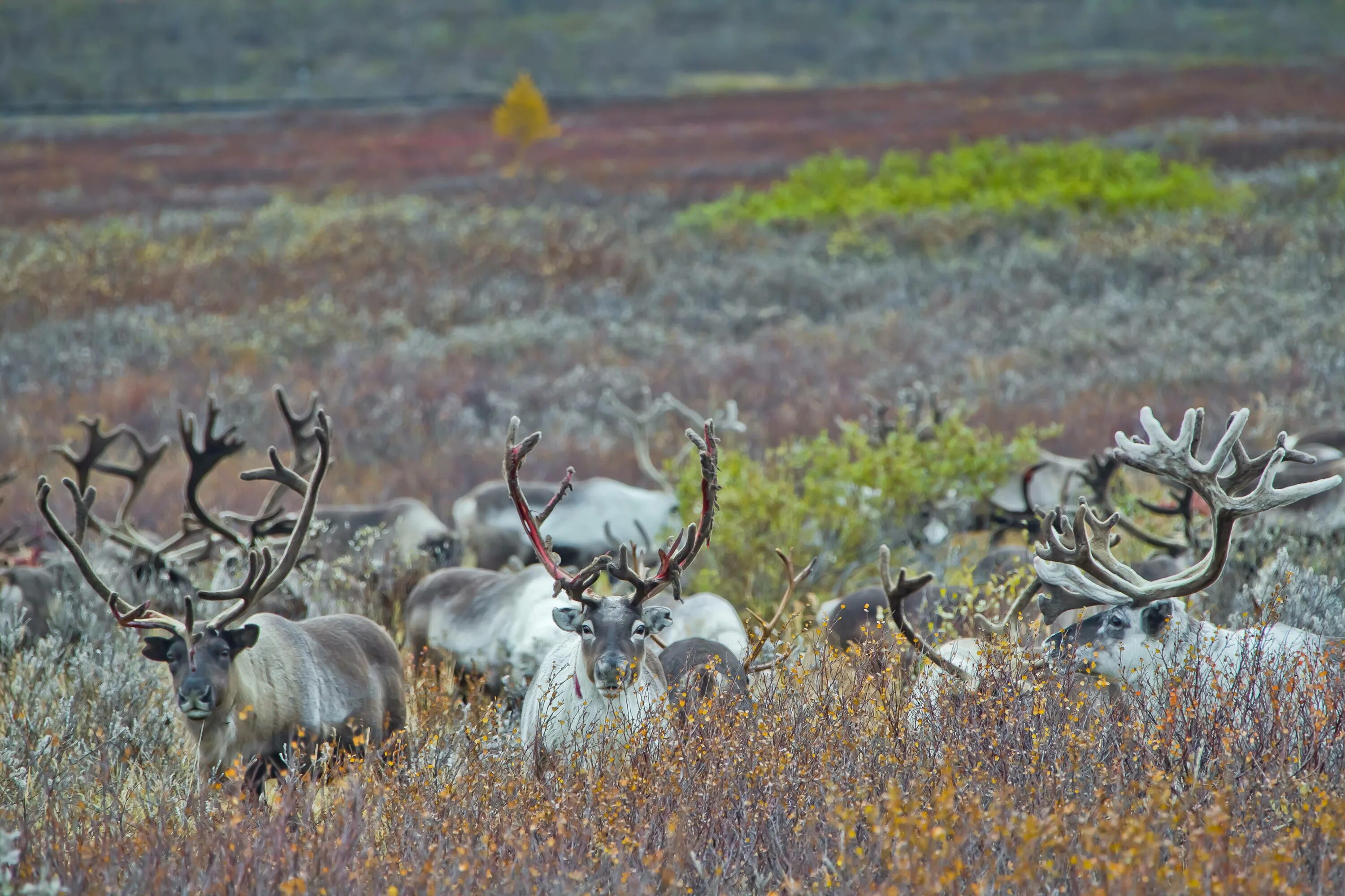 северный олень янао. северный олень янао. олени ямала. северный олень янао. ненецкий олень.