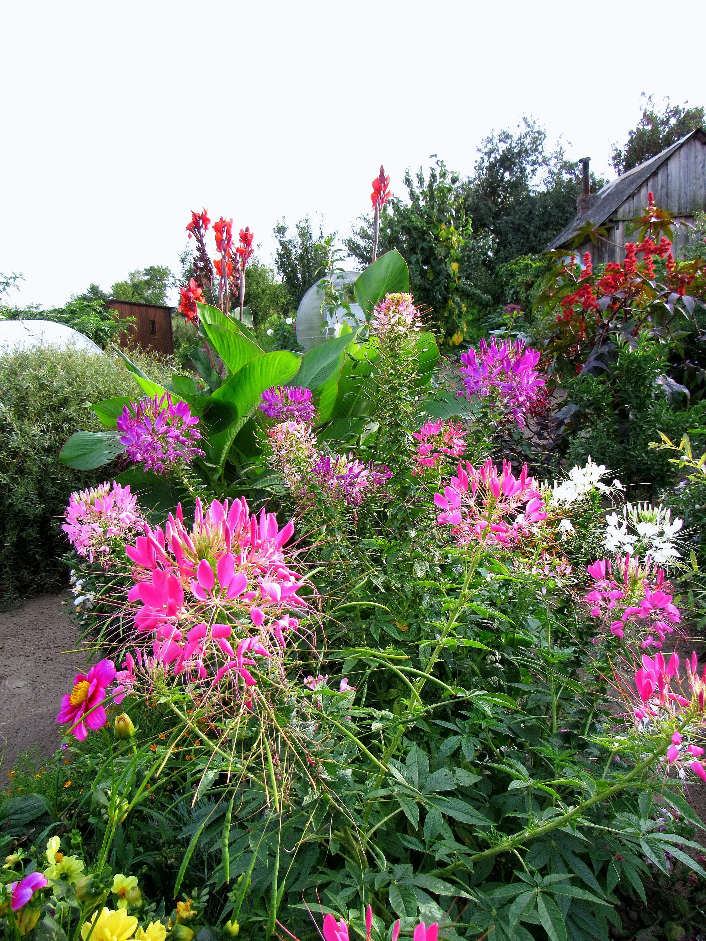 spider flower Deer resistant annuals, Plants, Deer resistant perennials