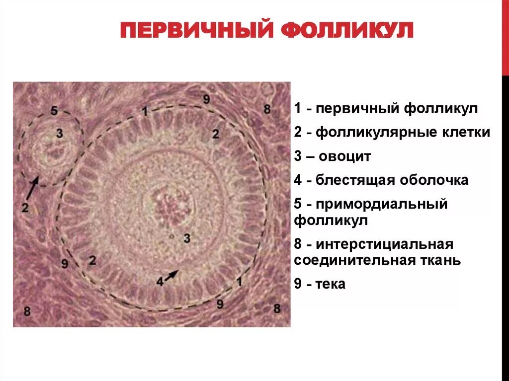 Строение овоцита гистология. Первичный преантральный фолликул. Строение первичного фолликула яичника. Примордиальный и первичный фолликул. Название женской половой клетки