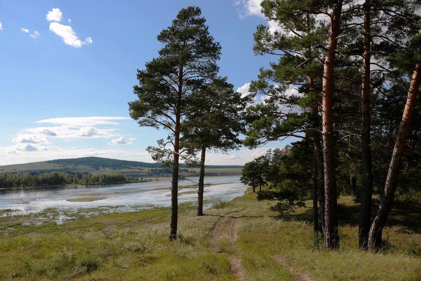 Погоду енисей осинского иркутской. Берег енисея красноярск. енисей бор. река енисей. берега енисея фото.