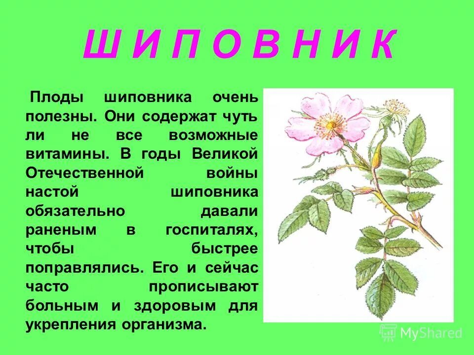 Доклад на тему лекарственную. Шиповник лекарственное растение. Рассказать о шиповнике. Лекарственные растения шиповник рассказ. Лекарственные растения доклад.