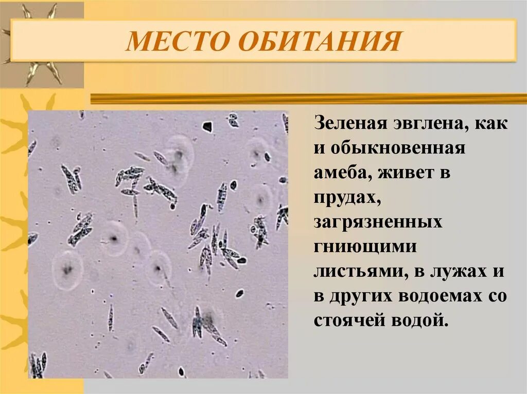 Место обитания эвглены. Место обитания эвглены зеленой. среда обитания эвглены зеленой. эвглена зеленая обитание. местообитание эвглены зеленой.